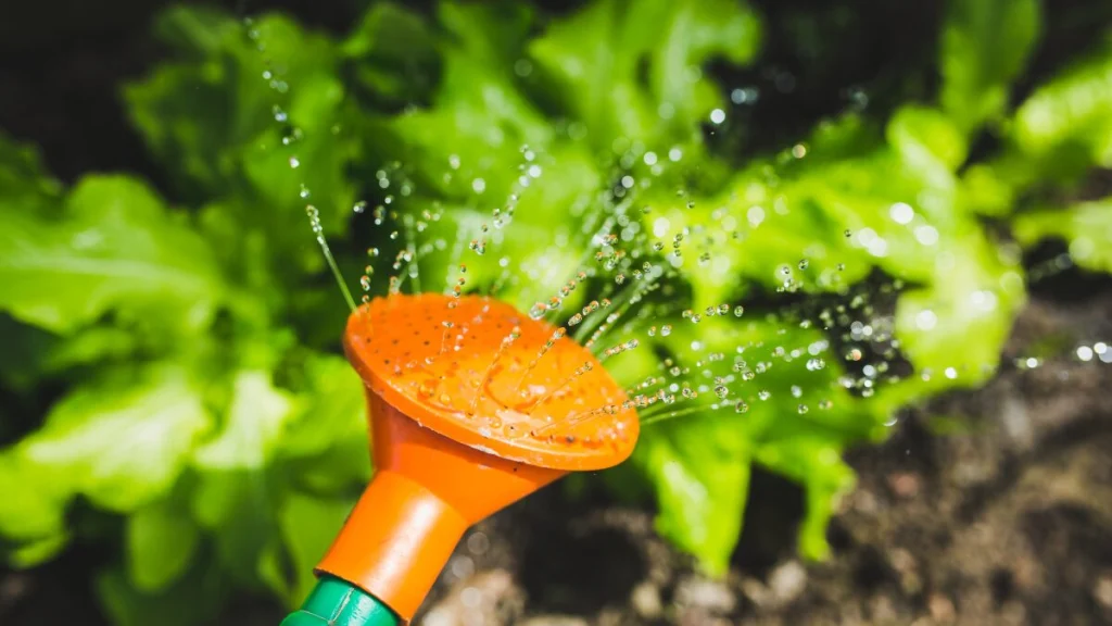 3 Erros Comuns e Como Regar Plantas do Jeito Certo! 2 como regar plantas