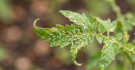 4 pragas mais comuns em plantas e como evitá-las em casa!